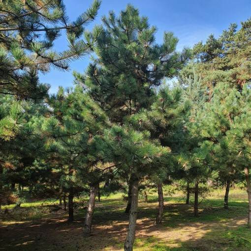 12. Pinus nigra nigra